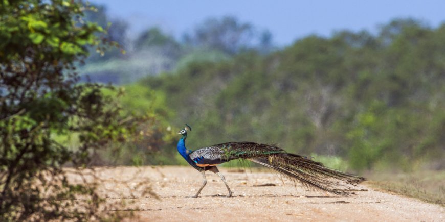 Pfau im Nationalpark Bundala in Sri Lanka