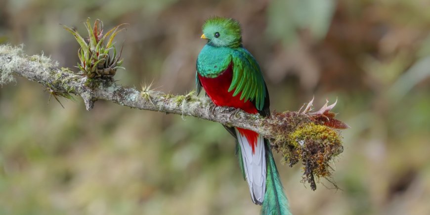 Quetzal in Monteverde in Costa Rica