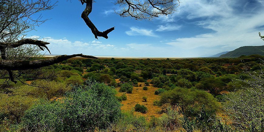 Der Wald im Lake-Manyara-Nationalpark