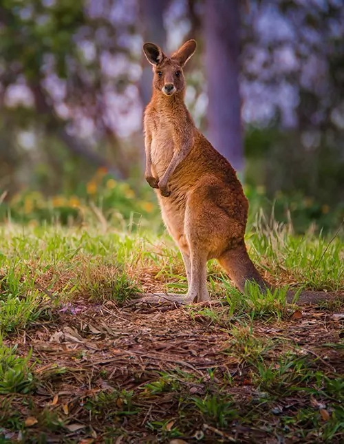 Singapur & Australiens Höhepunkte