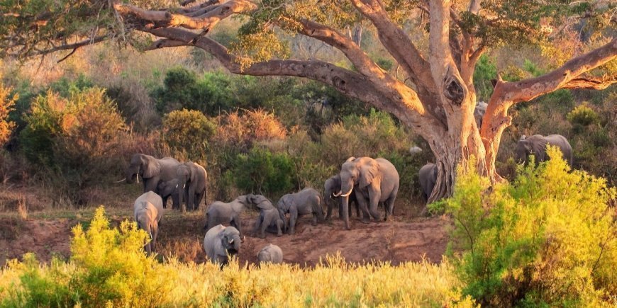 Elefantenherde im Krüger-Nationalpark