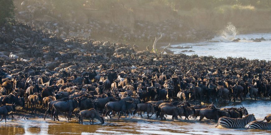Gnus überqueren den Fluss Mara in Kenia
