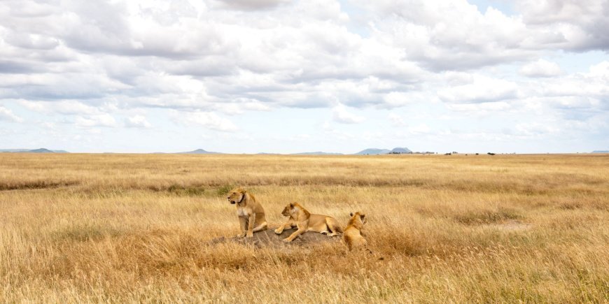 Löwen auf der Savanne der Serengeti