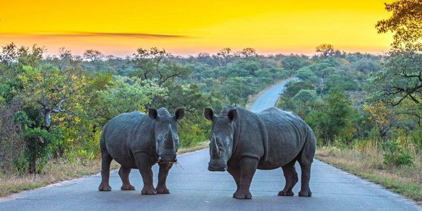 Zwei Nashörner auf der Straße im Krüger-Nationalpark