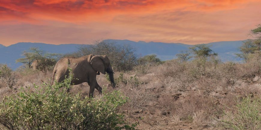 Einsamer Elefant im Shaba-Nationalreservat