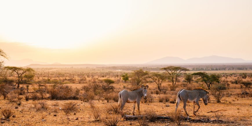 Grevyzebras im Samburu-Wildreservat