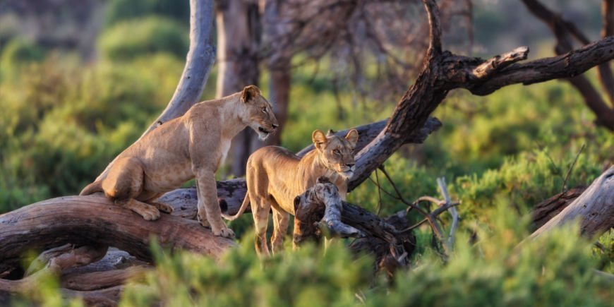 2 Löwen im Samburu-Wildreservat