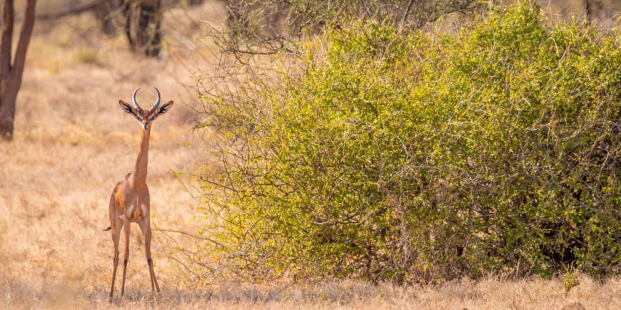 Eine Giraffengazelle im Samburu-Wildreservat