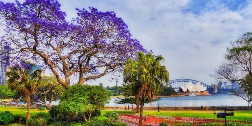 Frühling – alles blüht in Sydney