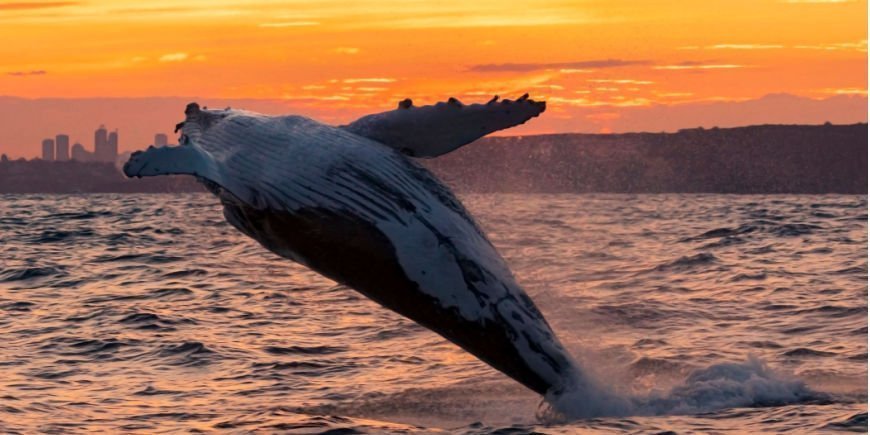 Buckelwal im Sonnenuntergang vor Sydney