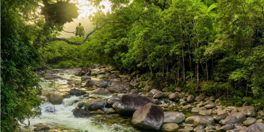 Fluss im Daintree Rainforest