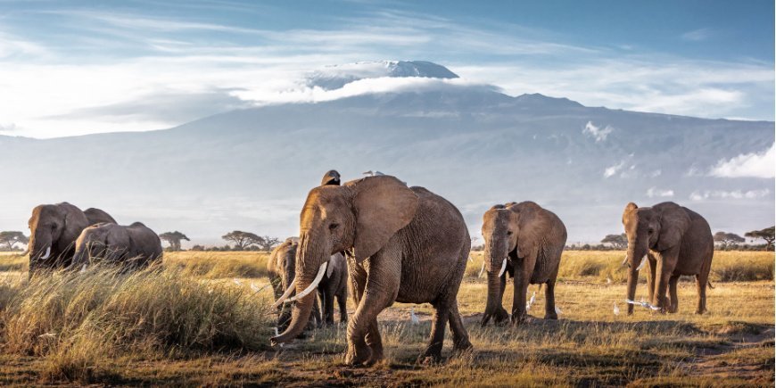 Elefanten im Amboseli-Nationalpark, mit dem Kilimandscharo im Hintergrund