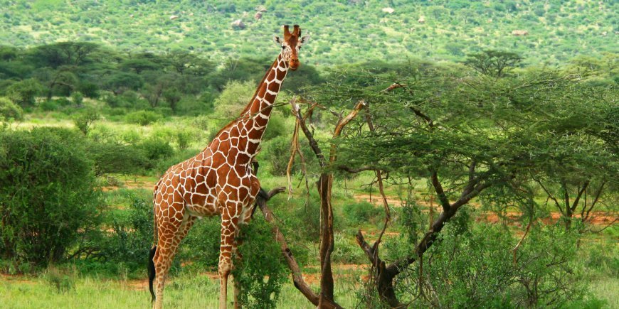 Giraffe in der grünen Landschaft von Samburu