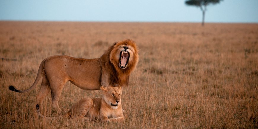 Männlicher Löwe und Löwin in der Masai Mara in Kenia