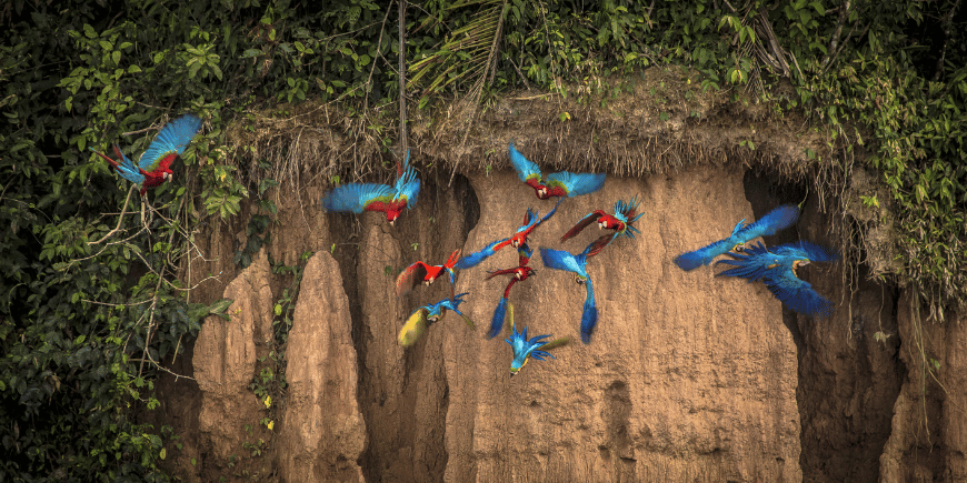 Naturreservat Tambopata, Madre de Dios, Peru 