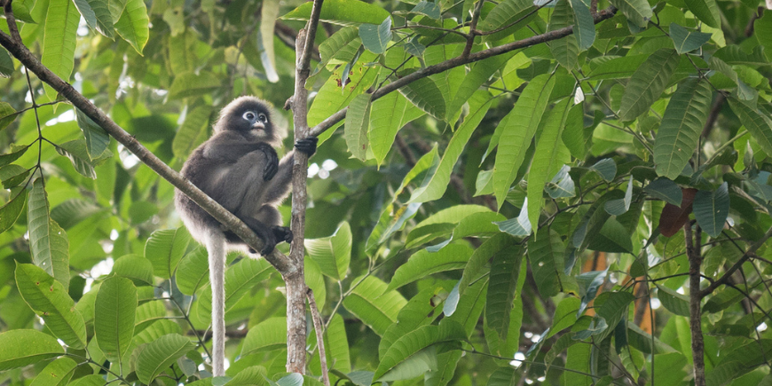 Bengalische Hanuman-Languren, Nationalpark Khao Sok, Thailand.