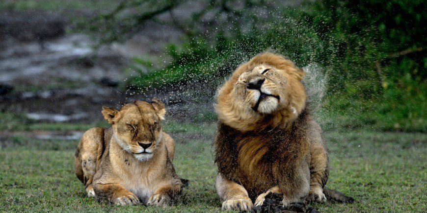 Zwei Löwen liegen gemeinsam im Regen