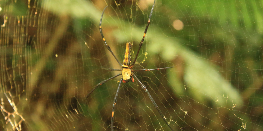 Seidenspinne im Regenwald von Khao Sok