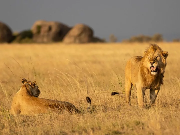 Safari in der Serengeti