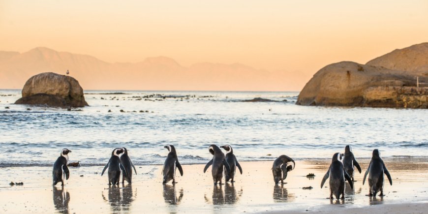 Pinguine am Boulders Beach in Kapstadt