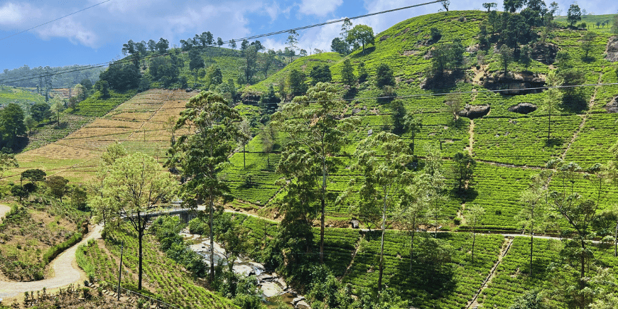 teeplantage in sri lanka