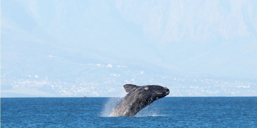 Wal durchbricht die Wasseroberfläche in False Bay, Kapstadt, Südafrika