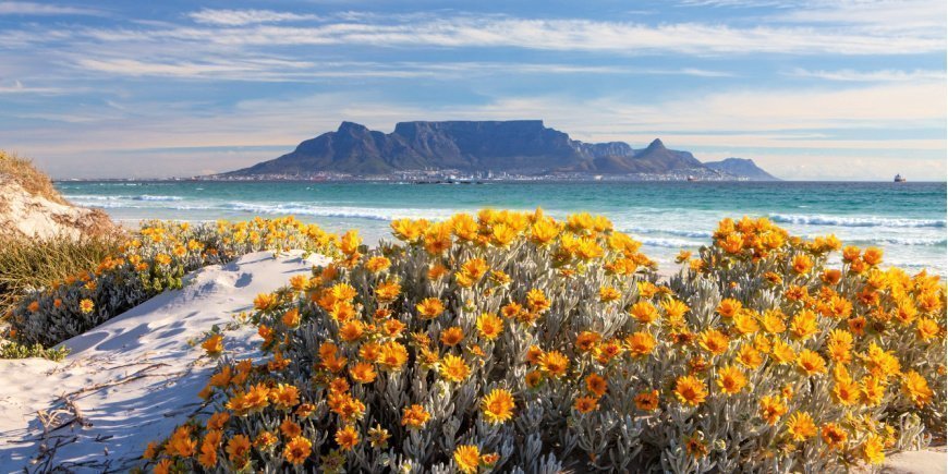 Frühlingsblumen am Fuße des Tafelbergs in Kapstadt