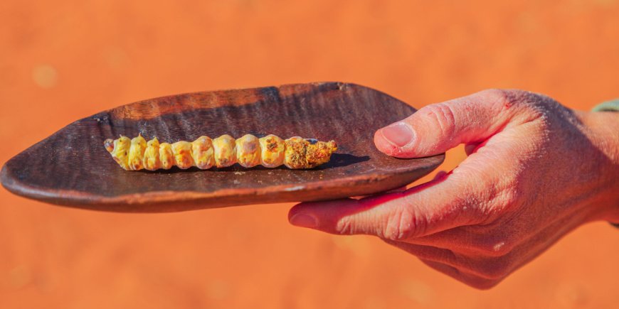 Witchetty Grub