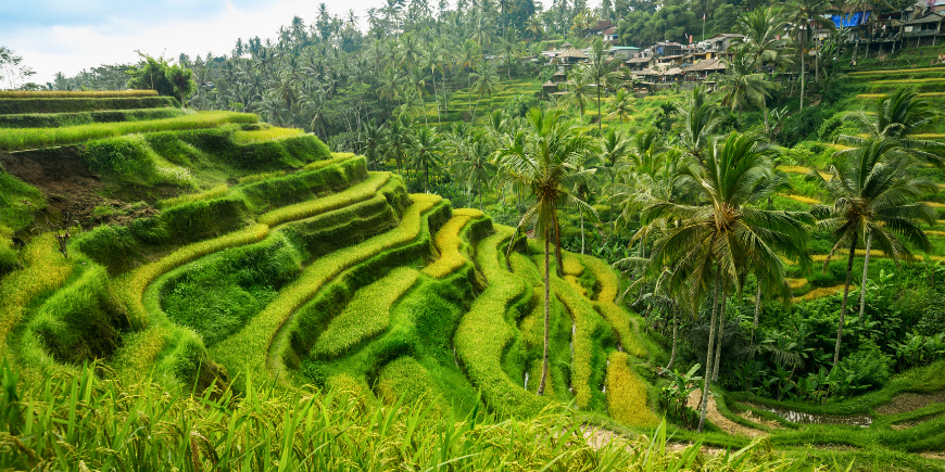 Tegalalang Reisterrasse in Bali