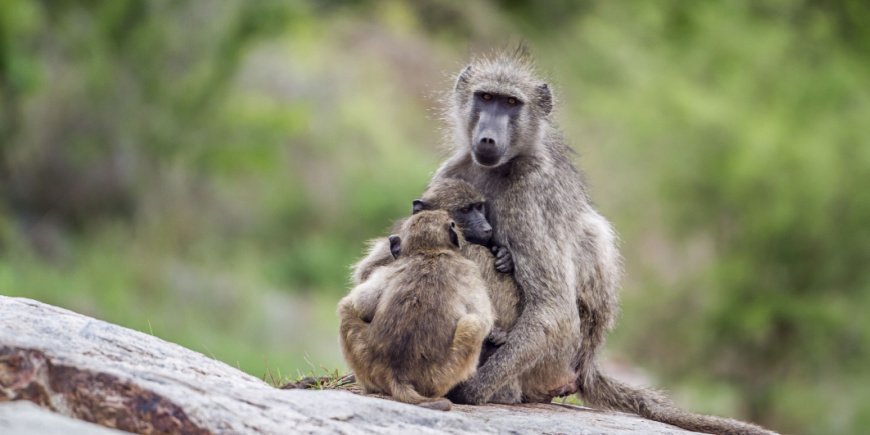 Pavian und Pavianbaby im Krüger-Nationalpark