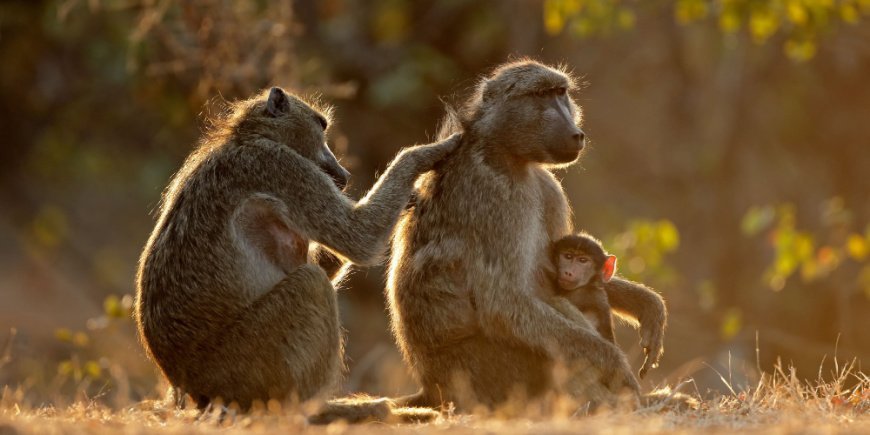 Pavian und Pavianbaby im Krüger-Nationalpark