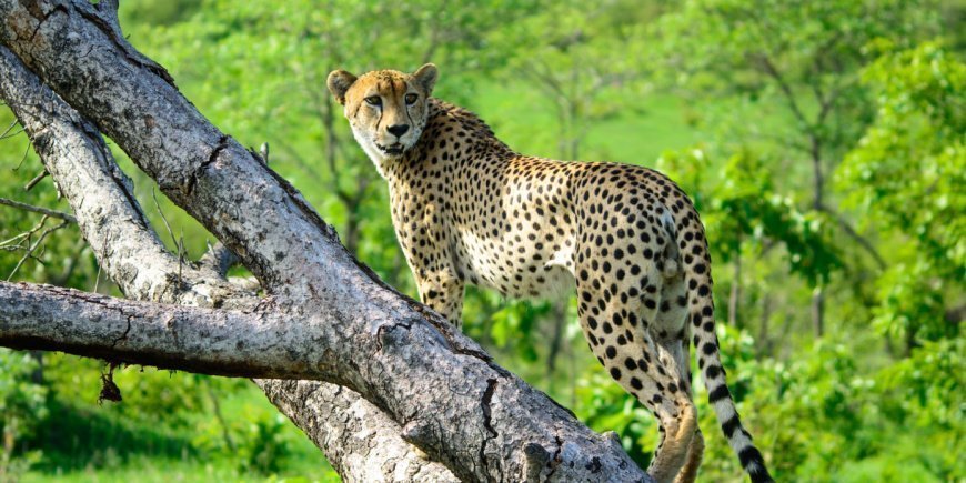 Gepard in einem Baum in der Sabi Sands Game Reserve, Südafrika