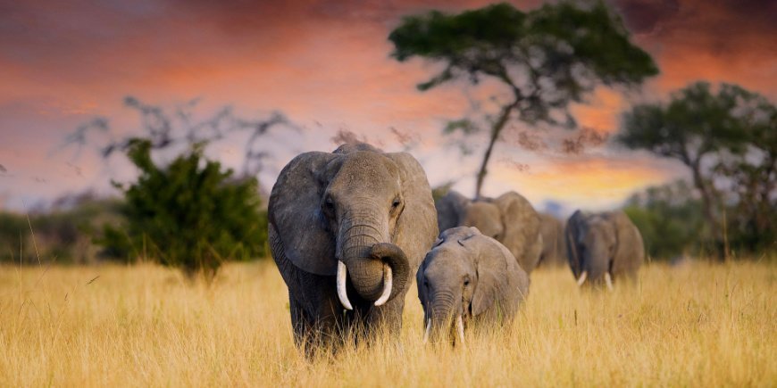 Elefant und Elefantenbaby in Tansania