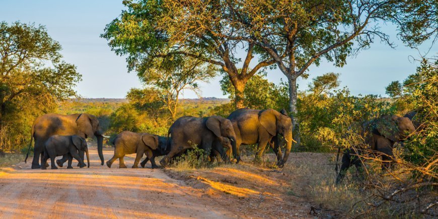Elefanten auf einer unbefestigten Straße im Krüger-Nationalpark