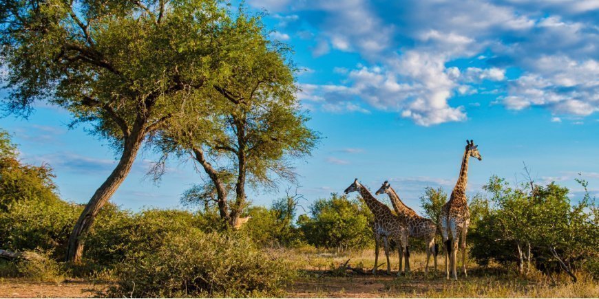 Giraffen in Südafrika