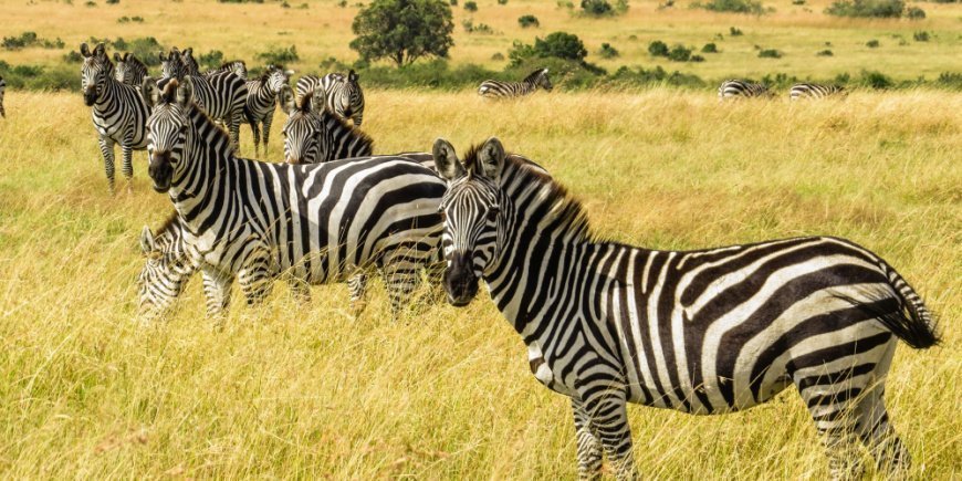 Zebraherde in der Masai Mara