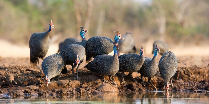 Perlhühner in Botswana