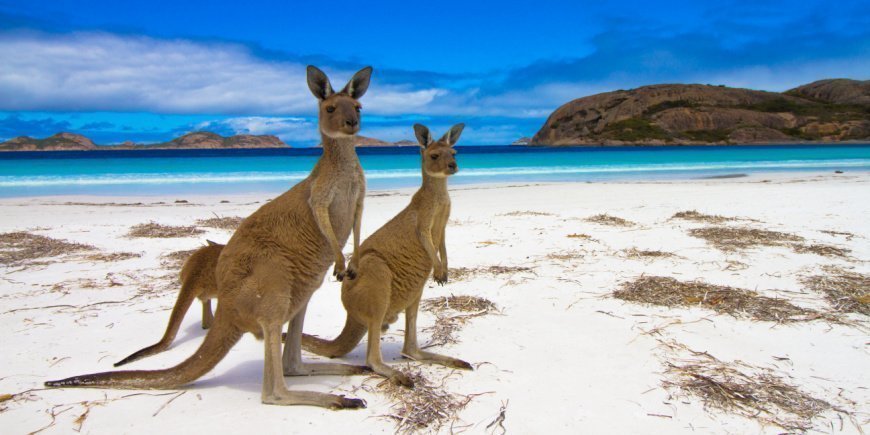 2 Kängurus am Strand von Kangaroo Island