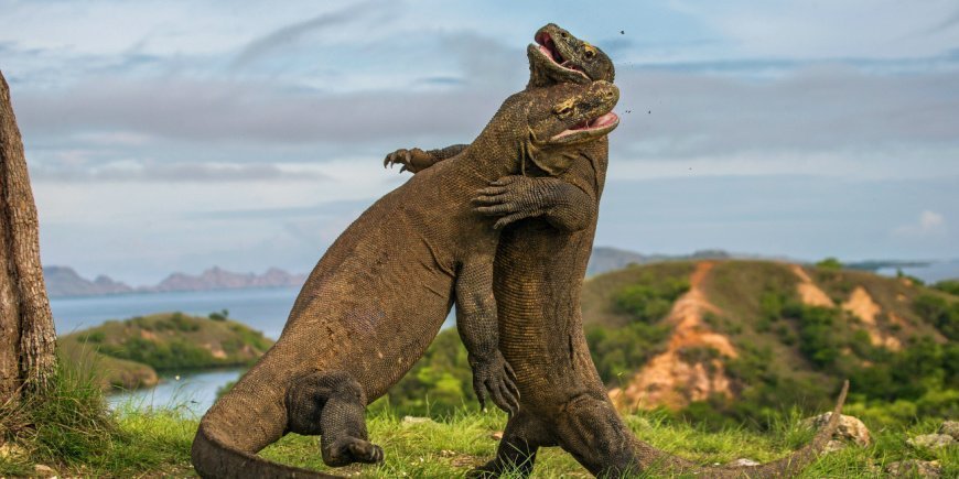 Zwei kämpfende Komodowarane auf der Insel Komodo