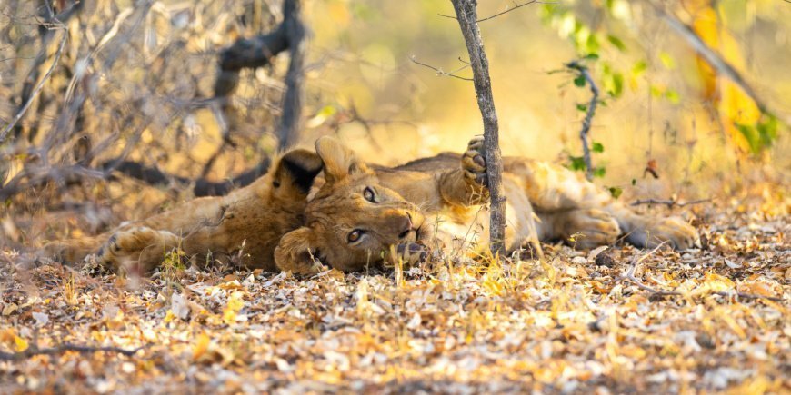 Löwe ruht sich im Nyerere-Nationalpark in Tansania aus