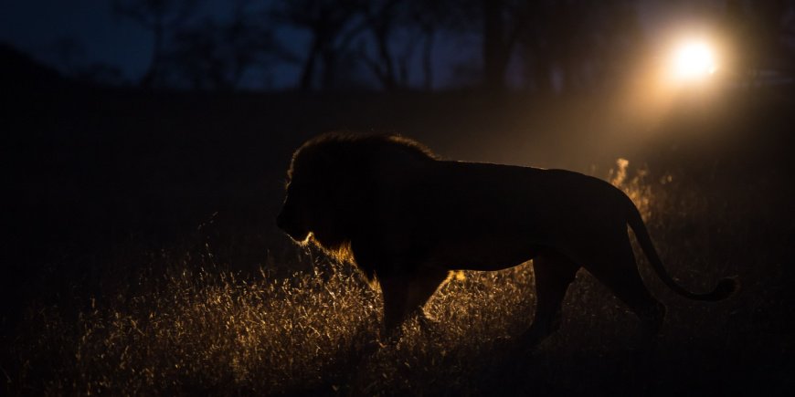 Löwe in der Dunkelheit im Greater Kruger Gebiet