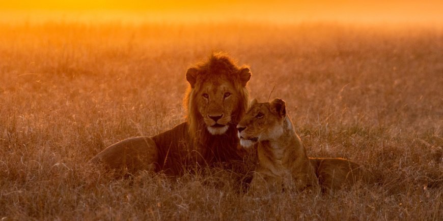 Löwen in der Masai Mara