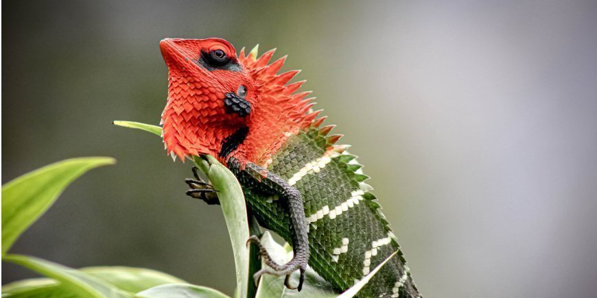 Rot-grüne Echse im Sinharaja-Regenwald von Sri Lanka