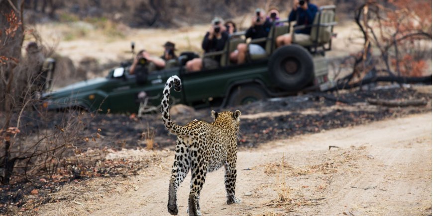 Leopard im Sabi-Sands-Wildreservat