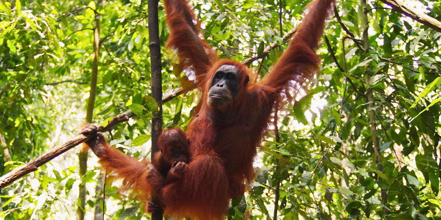 Orang-Utan hängt an einem Baum im Regenwald von Sumatra 
