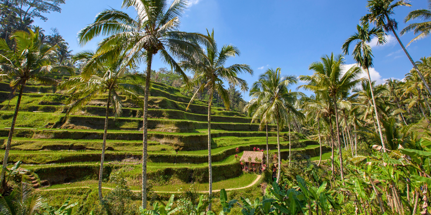 Tegallalang-Reisterrasse in Bali, Indonesien