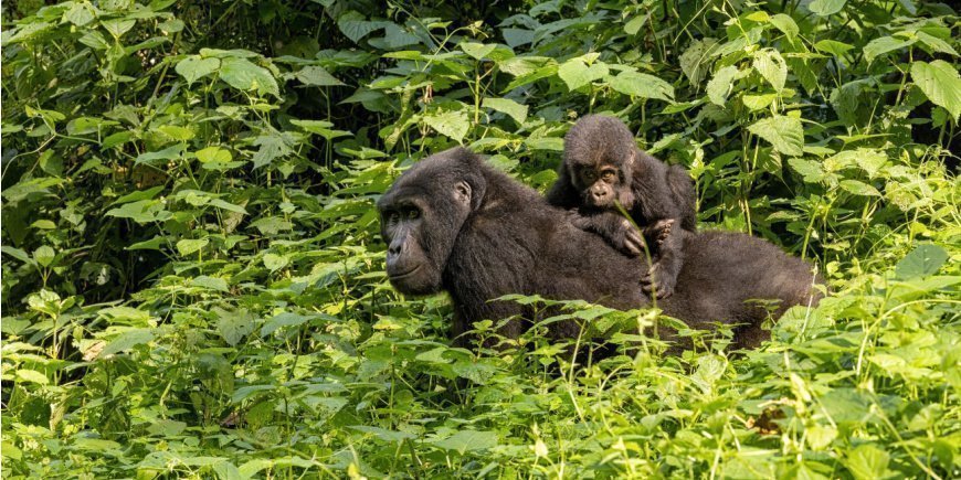 Zwei Gorillas in Bwindi, Uganda