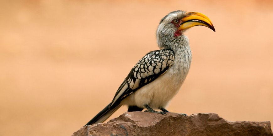 Rhinozerosvogel im Krüger-Nationalpark