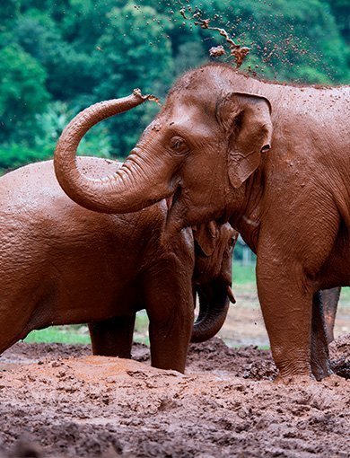 Die Elefanten von ChangChill, Thailand