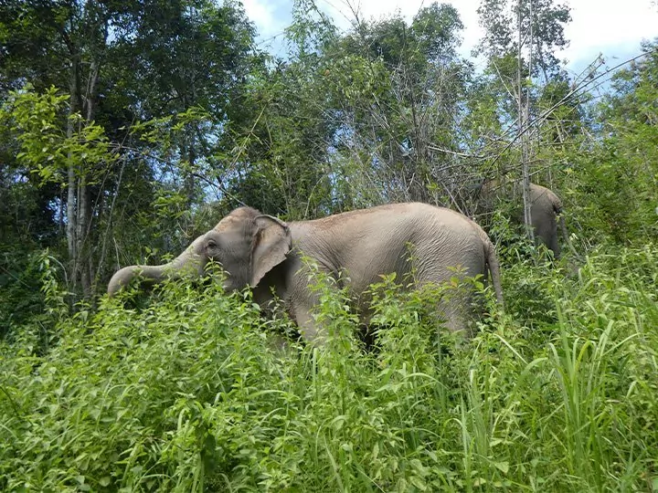Die Elefanten von ChangChill, Thailand